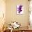 Phalaenopsis Orchids-null-Photographic Print displayed on a wall