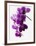 Phalaenopsis Orchids-null-Framed Photographic Print