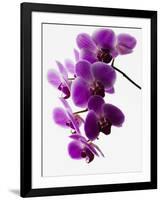 Phalaenopsis Orchids-null-Framed Photographic Print