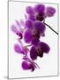 Phalaenopsis Orchids-null-Mounted Photographic Print