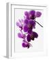 Phalaenopsis Orchids-null-Framed Photographic Print