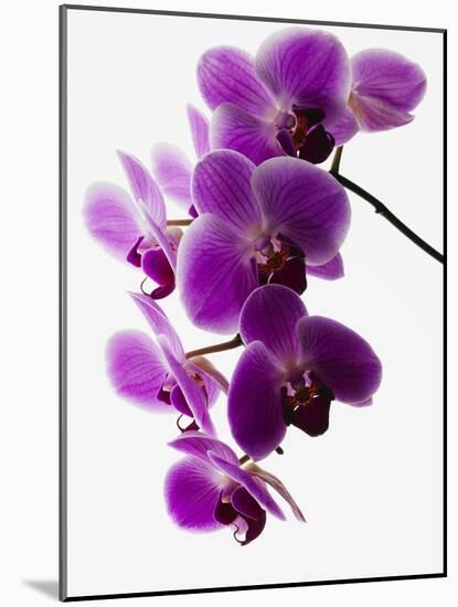 Phalaenopsis Orchids-null-Mounted Photographic Print