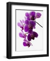 Phalaenopsis Orchids-null-Framed Photographic Print