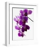 Phalaenopsis Orchids-null-Framed Photographic Print