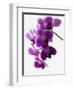 Phalaenopsis Orchids-null-Framed Photographic Print