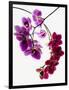 Phalaenopsis orchids-null-Framed Photographic Print