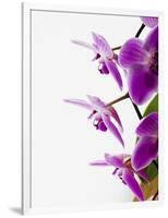 Phalaenopsis orchids-null-Framed Photographic Print