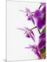Phalaenopsis orchids-null-Mounted Photographic Print