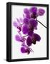 Essential Black