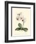 Phalaenopsis Red Throat Orchid-Joy Waldman-Framed Art Print