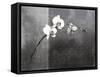 Phalaenopsis Right-Kory Fluckiger-Framed Stretched Canvas