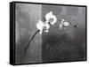 Phalaenopsis Right-Kory Fluckiger-Framed Stretched Canvas