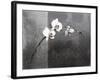 Phalaenopsis Right-Kory Fluckiger-Framed Giclee Print