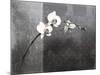 Phalaenopsis Right-Kory Fluckiger-Mounted Giclee Print
