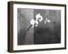 Phalaenopsis Right-Kory Fluckiger-Framed Giclee Print