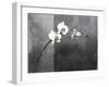 Phalaenopsis Right-Kory Fluckiger-Framed Giclee Print