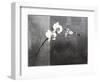 Phalaenopsis Right-Kory Fluckiger-Framed Premium Giclee Print