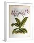 Phalaenopsis Rosea-John Nugent Fitch-Framed Giclee Print