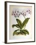 Phalaenopsis Rosea-John Nugent Fitch-Framed Giclee Print