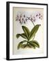 Phalaenopsis Rosea-John Nugent Fitch-Framed Giclee Print