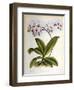 Phalaenopsis Rosea-John Nugent Fitch-Framed Giclee Print