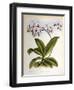 Phalaenopsis Rosea-John Nugent Fitch-Framed Giclee Print