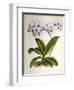 Phalaenopsis Rosea-John Nugent Fitch-Framed Giclee Print