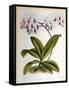 Phalaenopsis Rosea-John Nugent Fitch-Framed Stretched Canvas