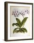 Phalaenopsis Rosea-John Nugent Fitch-Framed Giclee Print