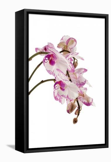 Phalaenopsis Shih Hua Smile1-Fabio Petroni-Framed Stretched Canvas