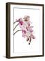 Phalaenopsis Shih Hua Smile1-Fabio Petroni-Framed Photographic Print