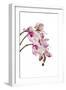 Phalaenopsis Shih Hua Smile1-Fabio Petroni-Framed Photographic Print