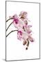 Phalaenopsis Shih Hua Smile1-Fabio Petroni-Mounted Photographic Print