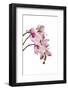 Phalaenopsis Shih Hua Smile1-Fabio Petroni-Framed Photographic Print