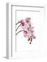 Phalaenopsis Shih Hua Smile1-Fabio Petroni-Framed Photographic Print