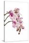 Phalaenopsis Shih Hua Smile1-Fabio Petroni-Stretched Canvas