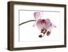 Phalaenopsis Shih Hua Smile3-Fabio Petroni-Framed Photographic Print