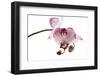 Phalaenopsis Shih Hua Smile3-Fabio Petroni-Framed Photographic Print