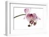 Phalaenopsis Shih Hua Smile3-Fabio Petroni-Framed Photographic Print