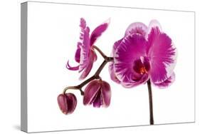 Phalaenopsis Shih Hua Smile5-Fabio Petroni-Stretched Canvas