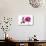 Phalaenopsis Shih Hua Smile5-Fabio Petroni-Photographic Print displayed on a wall