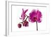 Phalaenopsis Shih Hua Smile5-Fabio Petroni-Framed Photographic Print