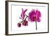 Phalaenopsis Shih Hua Smile5-Fabio Petroni-Framed Photographic Print