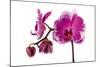 Phalaenopsis Shih Hua Smile5-Fabio Petroni-Mounted Photographic Print
