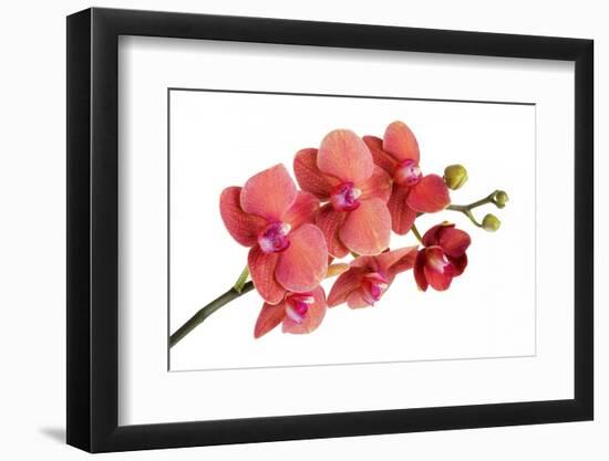 Phalaenopsis Surf Song Ox Go-Fabio Petroni-Framed Photographic Print