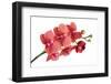 Phalaenopsis Surf Song Ox Go-Fabio Petroni-Framed Photographic Print