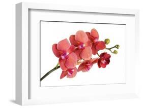 Phalaenopsis Surf Song Ox Go-Fabio Petroni-Framed Photographic Print