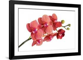 Phalaenopsis Surf Song Ox Go-Fabio Petroni-Framed Photographic Print