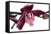 Phalaenopsis Taida Peael2-Fabio Petroni-Framed Stretched Canvas