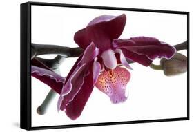 Phalaenopsis Taida Peael2-Fabio Petroni-Framed Stretched Canvas